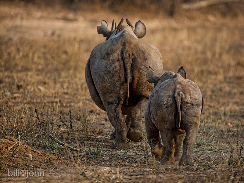 rhinos walking forward